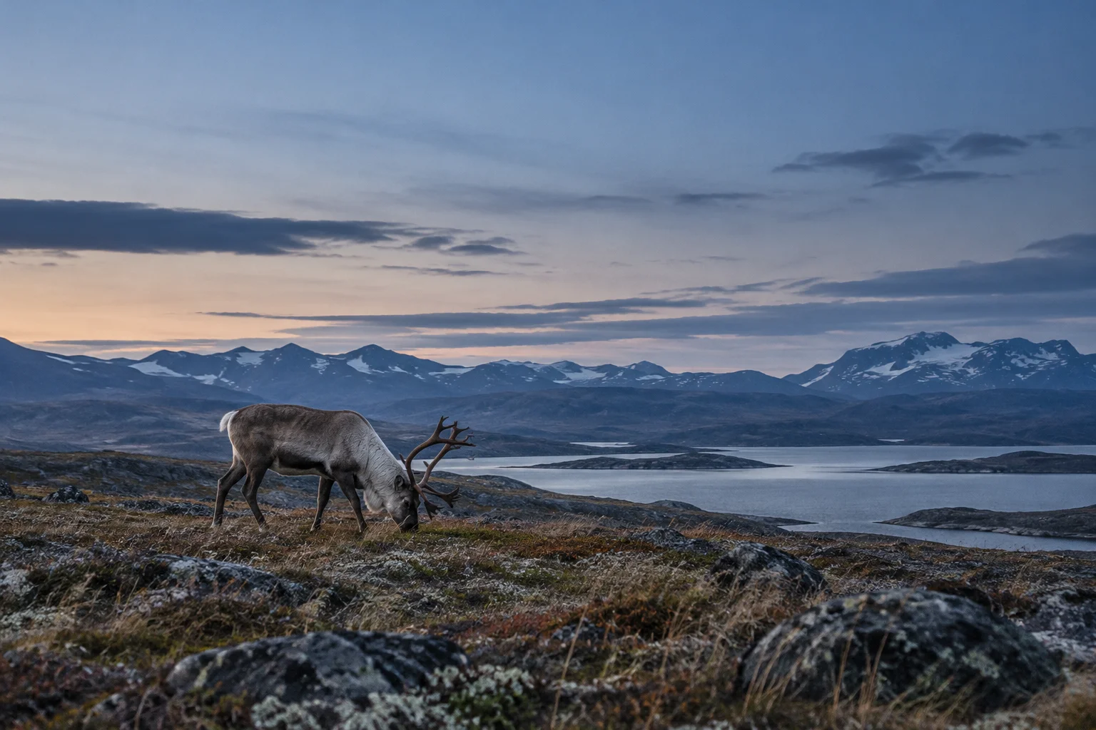 A reindeer grazes on open tundra beside a mountain lake beneath snow-dusted peaks.